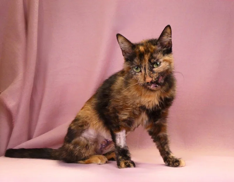 A young medium-sized female Tortoiseshell cat named Ravyn for adoption in Pasadena, CA