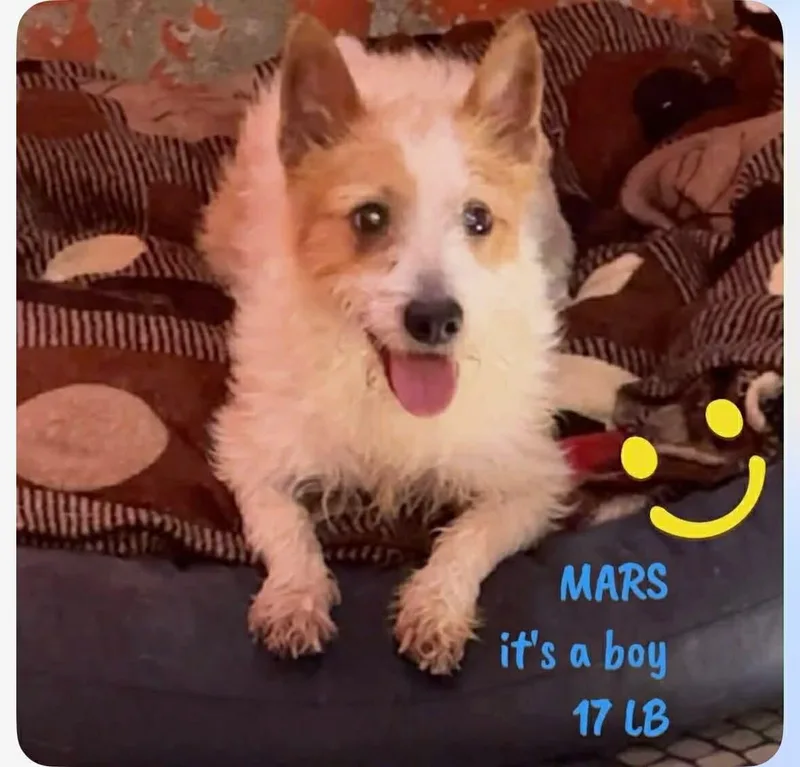 A young small-sized male Terrier dog named Mars for adoption in Windsor, CO