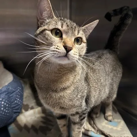 An adult small-sized female Gray / Blue / Silver Domestic Short Hair cat named Limon for adoption in Stillwater, OK