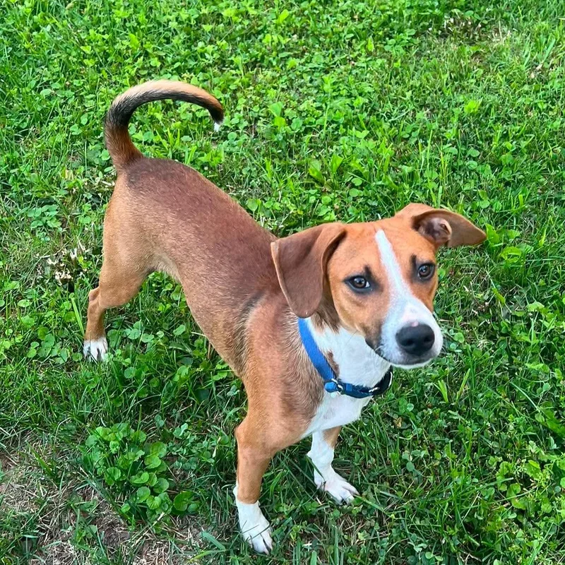 A baby medium-sized male Mixed Breed dog named Tillman for adoption in Highland, NY