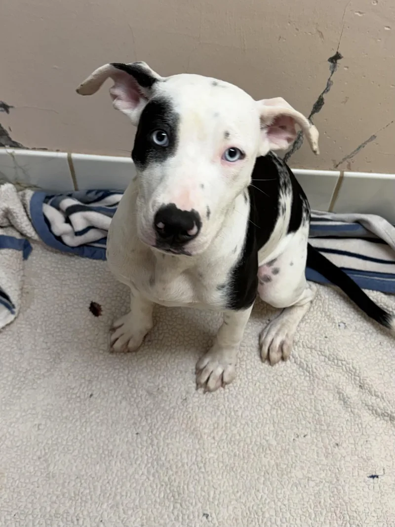 A young medium-sized female Pit Bull Terrier dog named Stella for adoption in Upper Sandusky, OH