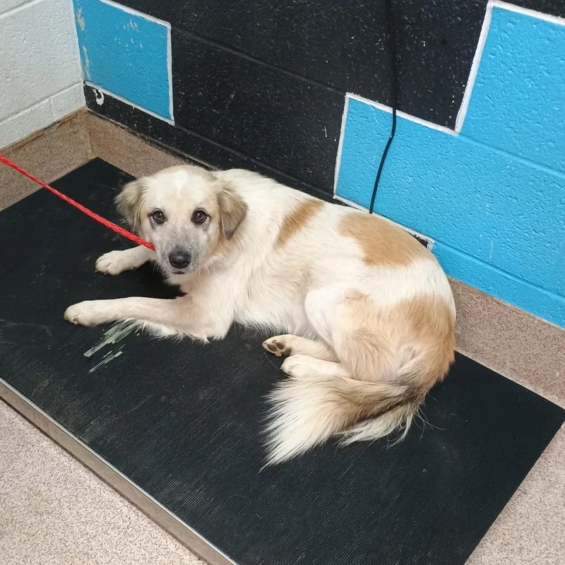 A young medium-sized female White / Cream Mixed Breed dog named Dolly for adoption in Ardmore, OK