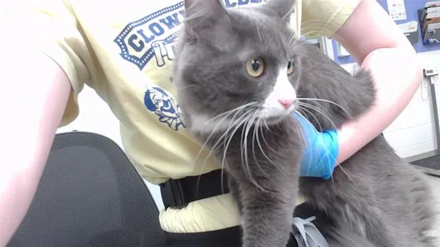 A young small-sized female Domestic Long Hair cat named Lunchbox for adoption in Omaha, NE