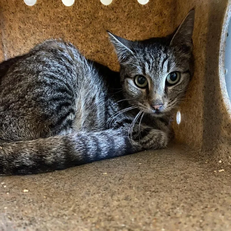 An adult medium-sized female Black Domestic Short Hair cat named Nitty for adoption in Memphis, TN