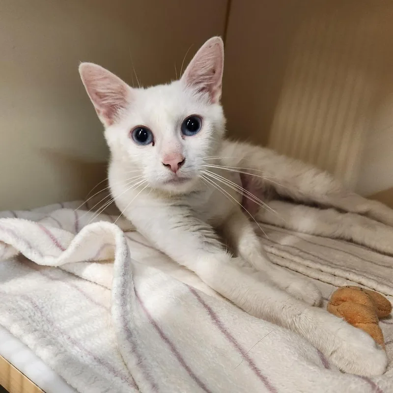 An adult medium-sized female White Domestic Short Hair cat named Provolone Bologna for adoption in Delaware, OH