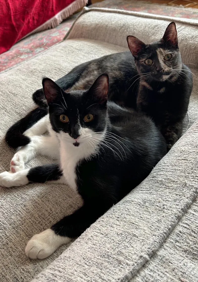 Moonlight & Pochi Van