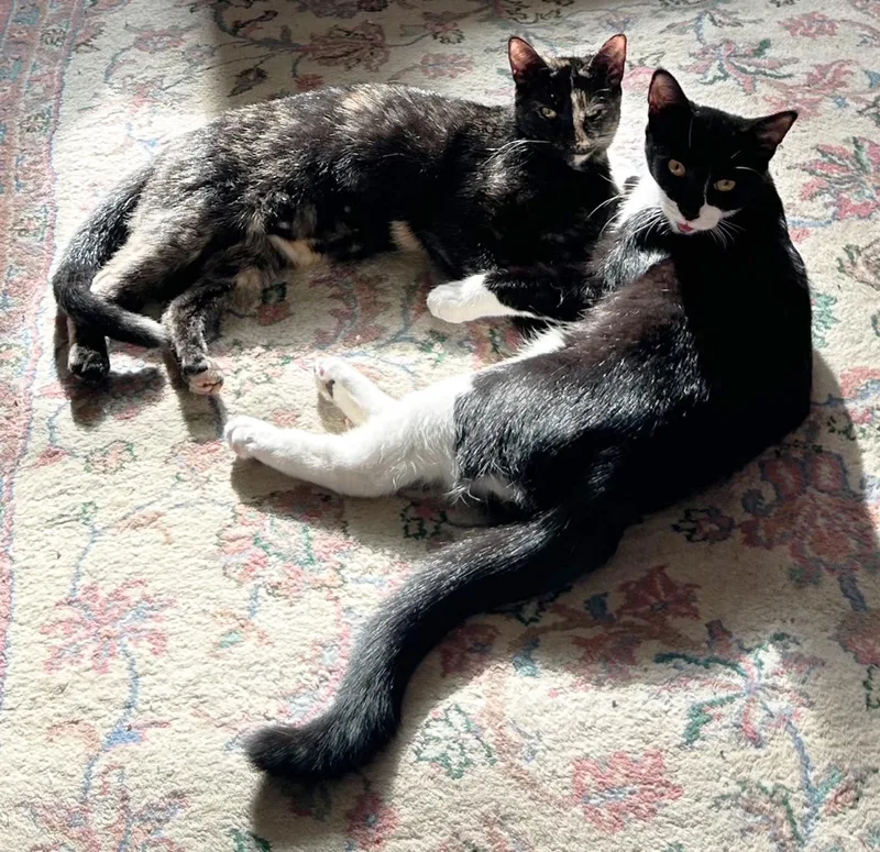 Moonlight & Pochi Van thumbnail 2