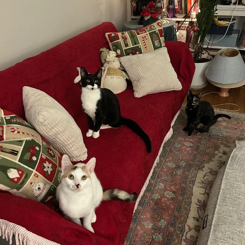 Moonlight & Pochi Van thumbnail 3