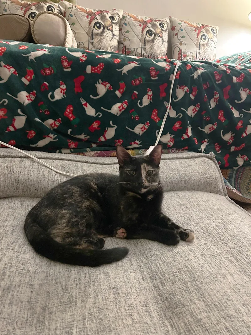 Moonlight & Pochi Van thumbnail 4