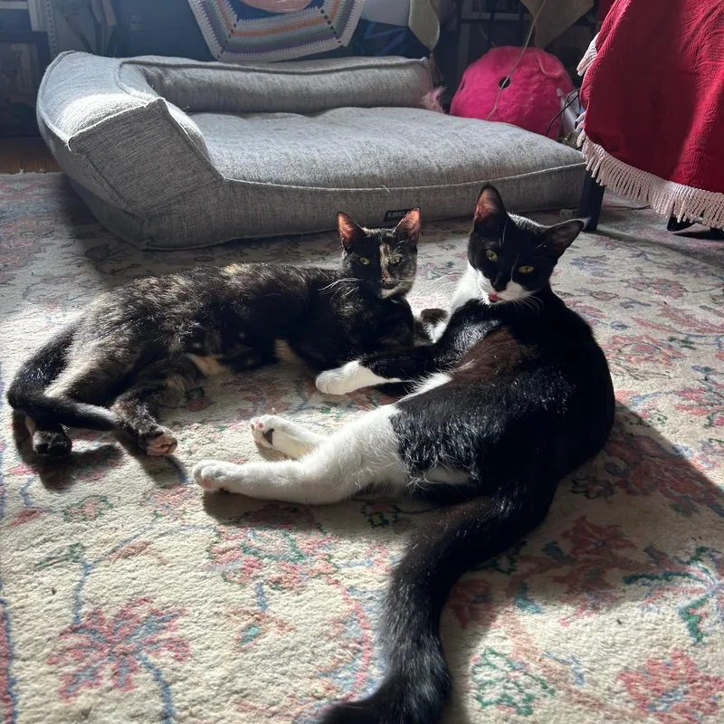 Moonlight & Pochi Van thumbnail 5