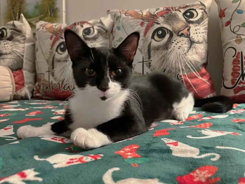 Moonlight & Pochi Van thumbnail 6