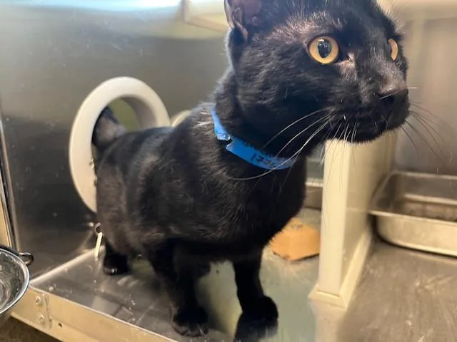 A young medium-sized male Domestic Short Hair cat named Mackie for adoption in Colorado Springs, CO