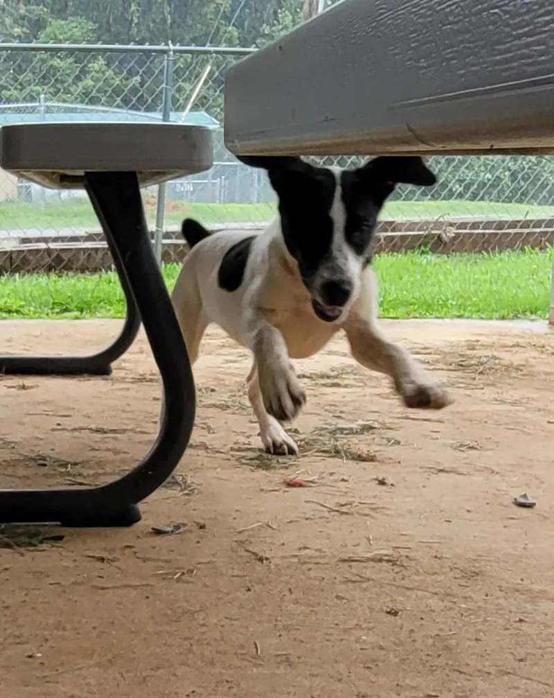 A baby medium-sized female Mixed Breed dog named Abby for adoption in Lawrenceburg, TN