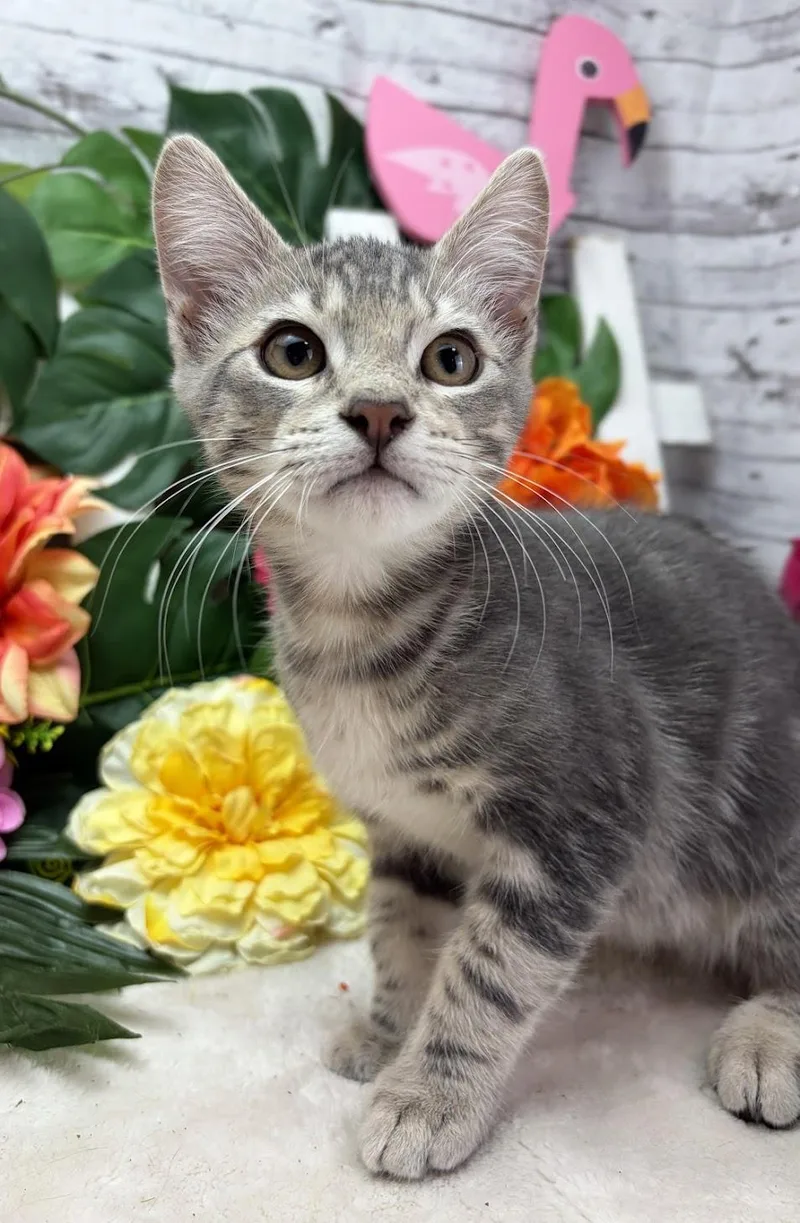 A baby small-sized male Gray / Blue / Silver Domestic Short Hair cat named Beau for adoption in Ocean Springs, MS