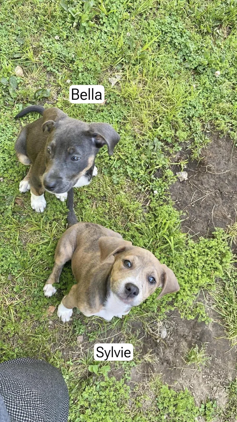 A baby medium-sized female Hound dog named Sylvie for adoption in Manchester, CT