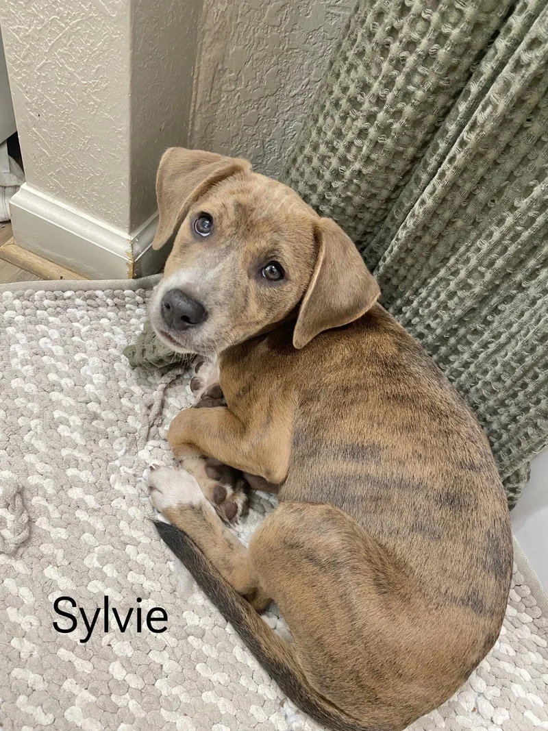 Sylvie thumbnail 3