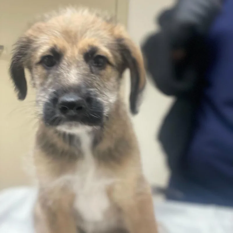 A baby small-sized male Yellow / Tan / Blond / Fawn Shepherd dog named Winston for adoption in Riverside, CA