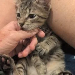 A baby small-sized female Black Domestic Short Hair cat named Reign for adoption in West Palm Beach, FL