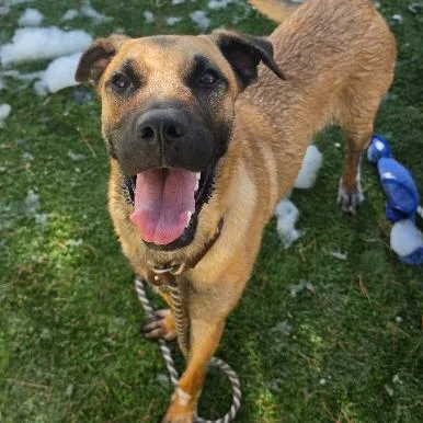 A young large-sized male Yellow / Tan / Blond / Fawn Shepherd dog named Spud Muffin for adoption in Fort Collins, CO
