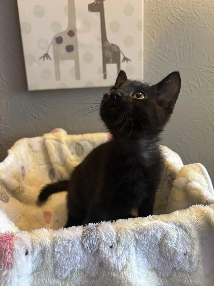 A baby small-sized male Domestic Short Hair cat named Alfred for adoption in Dallas, TX