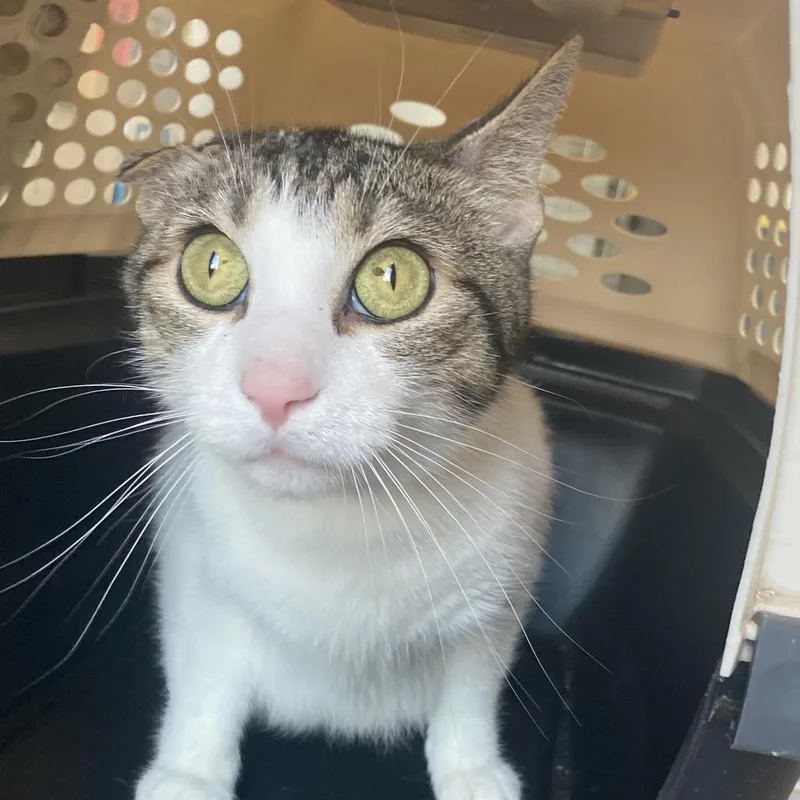 An adult small-sized female White Domestic Short Hair cat named Morticia for adoption in West Des Moines, IA