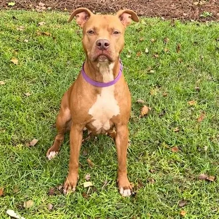A young medium-sized female Pit Bull Terrier dog named Spots for adoption in Valdosta, GA