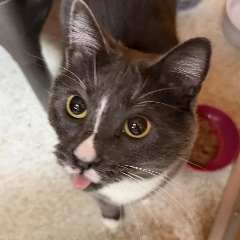 An adult medium-sized female Gray / Blue / Silver Domestic Short Hair cat named Nairobi for adoption in Elyria, OH