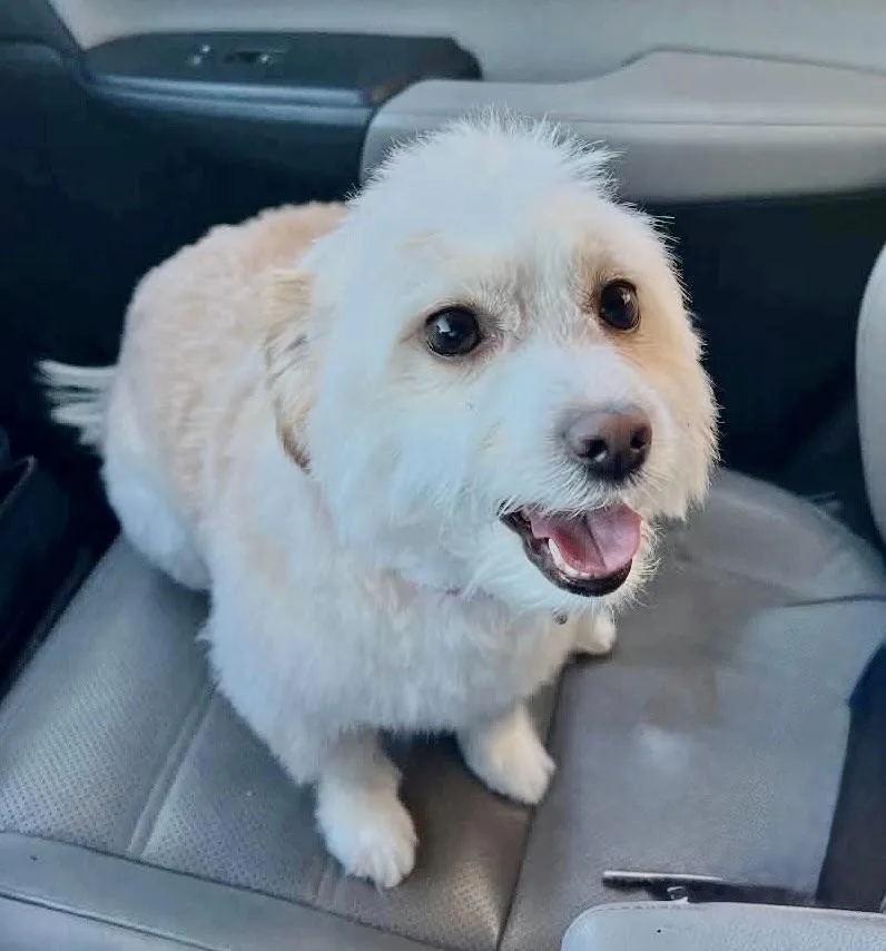 Nala Lu