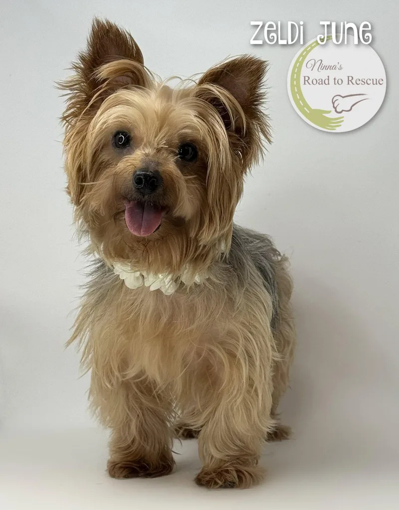 An adult small-sized female Yorkshire Terrier dog named Zeldi June for adoption in Benton, LA