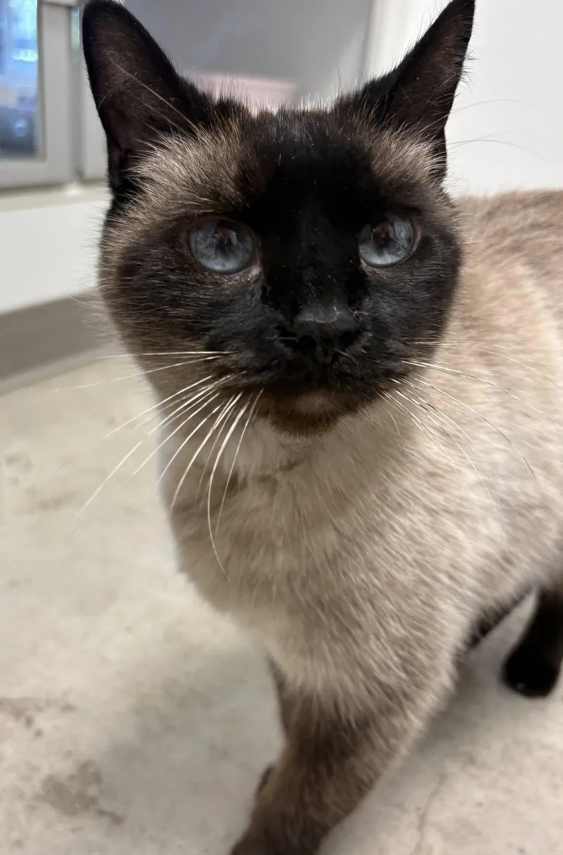 Linus