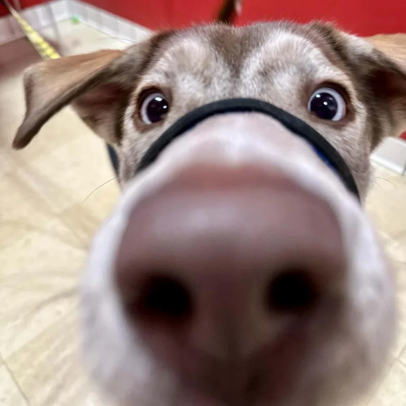 Junie Fc thumbnail 3