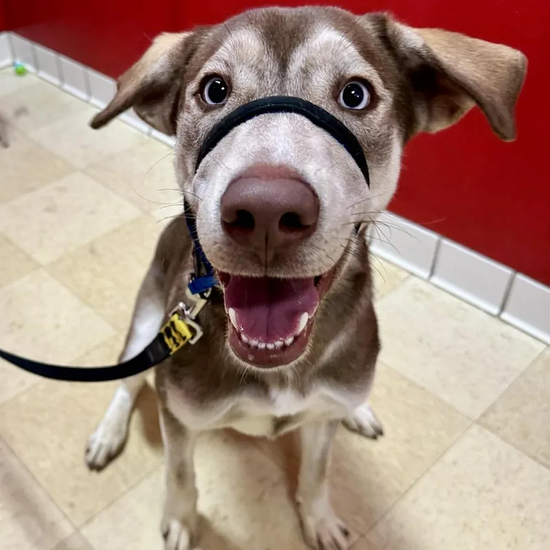 Junie Fc thumbnail 4