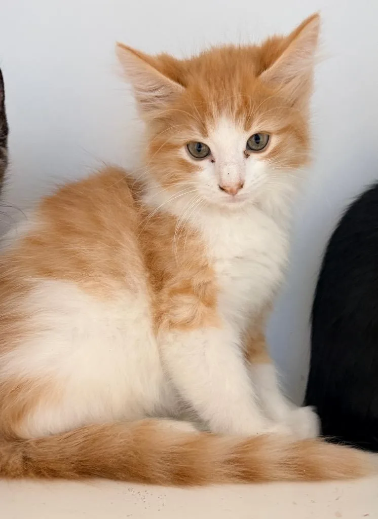 Cheeto