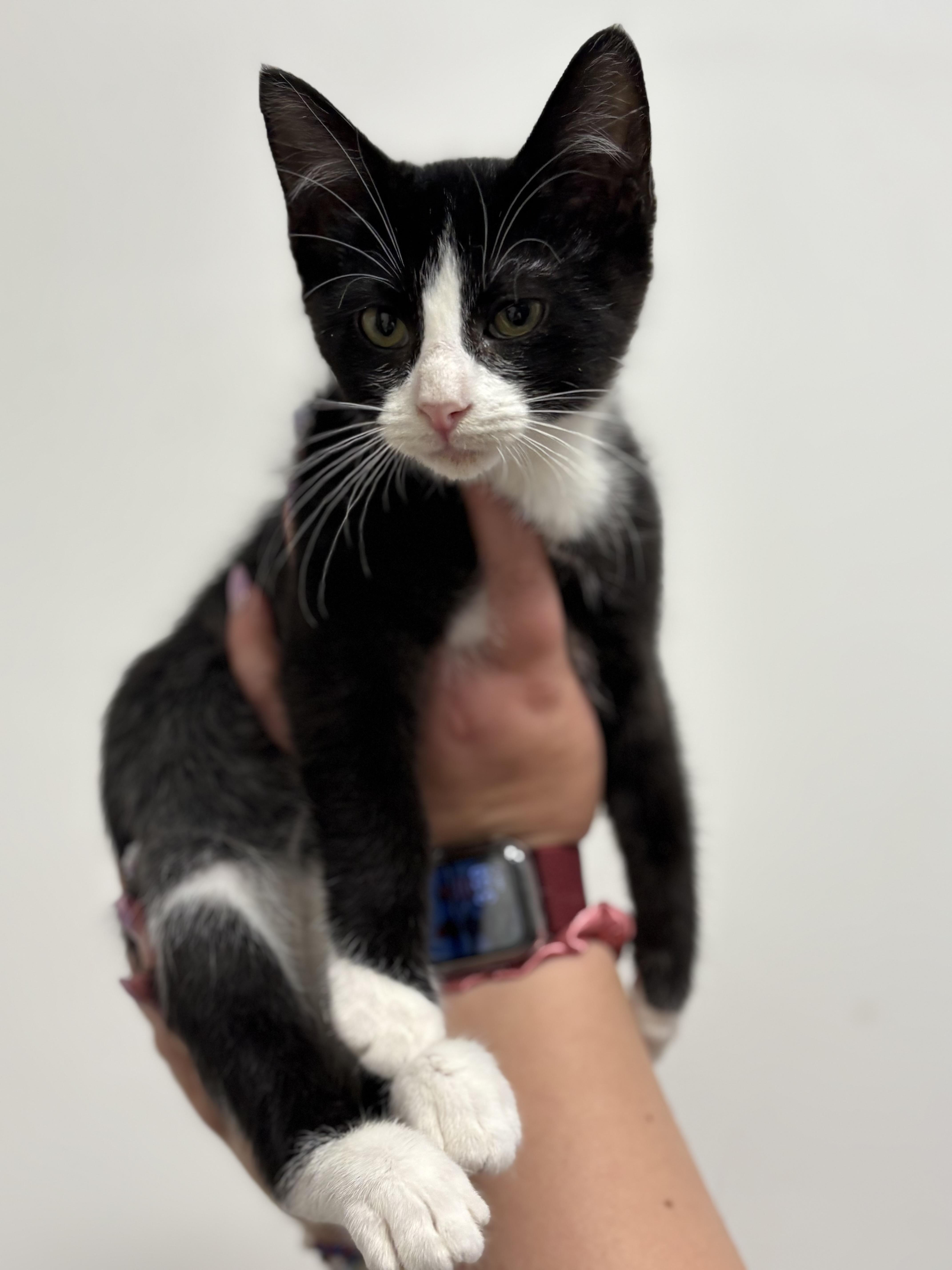 A baby medium-sized male Domestic Short Hair cat named Kinder for adoption in Zimmerman, MN