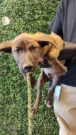 A baby medium-sized male Brindle Dutch Shepherd dog named Seraph for adoption in El Paso, TX