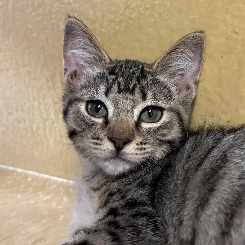 A baby medium-sized female Domestic Short Hair cat named Tiny Too for adoption in Sonora, CA