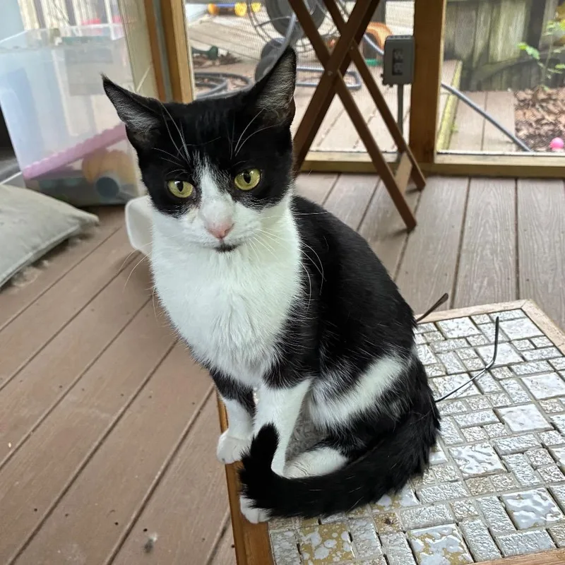 A young medium-sized female Black Domestic Short Hair cat named Mckenzie Felv Positive for adoption in Carmel, IN