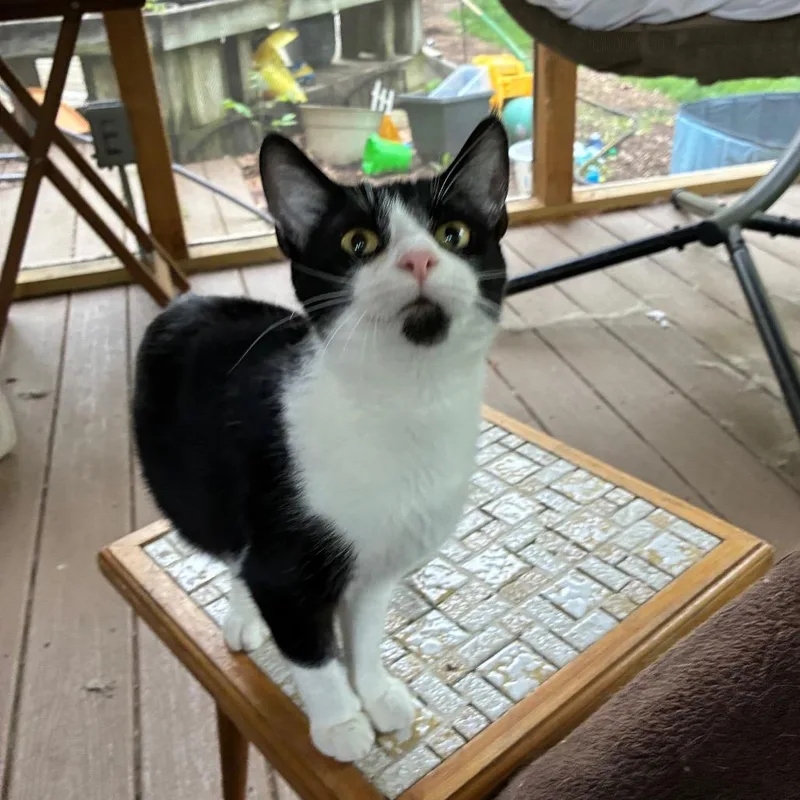 Mckenzie Felv Positive thumbnail 2