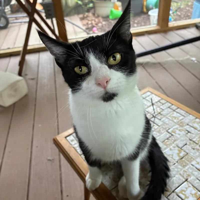 Mckenzie Felv Positive thumbnail 3
