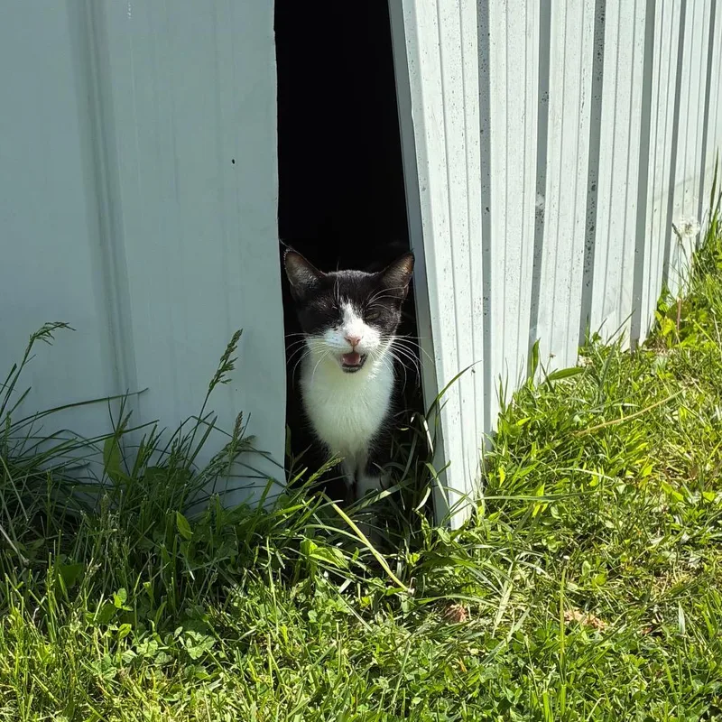 Mckenzie Felv Positive thumbnail 4