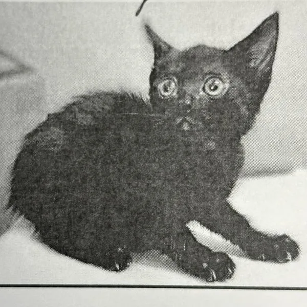 An adult small-sized female Domestic Short Hair cat named Emmy for adoption in San Diego, CA