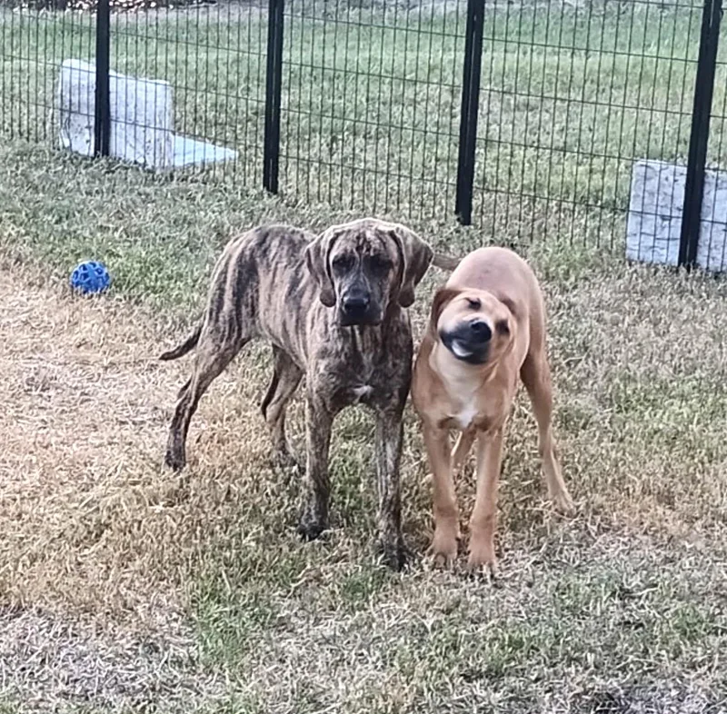 A baby medium-sized female Hound dog named Star for adoption in CORPUS CHRISTI, TX