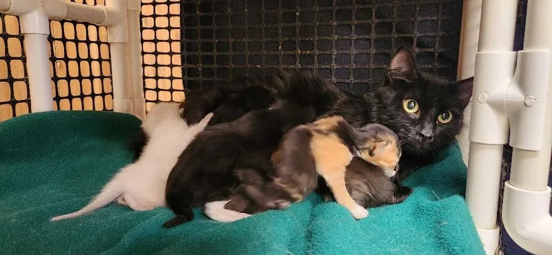 Mom Cat thumbnail 2