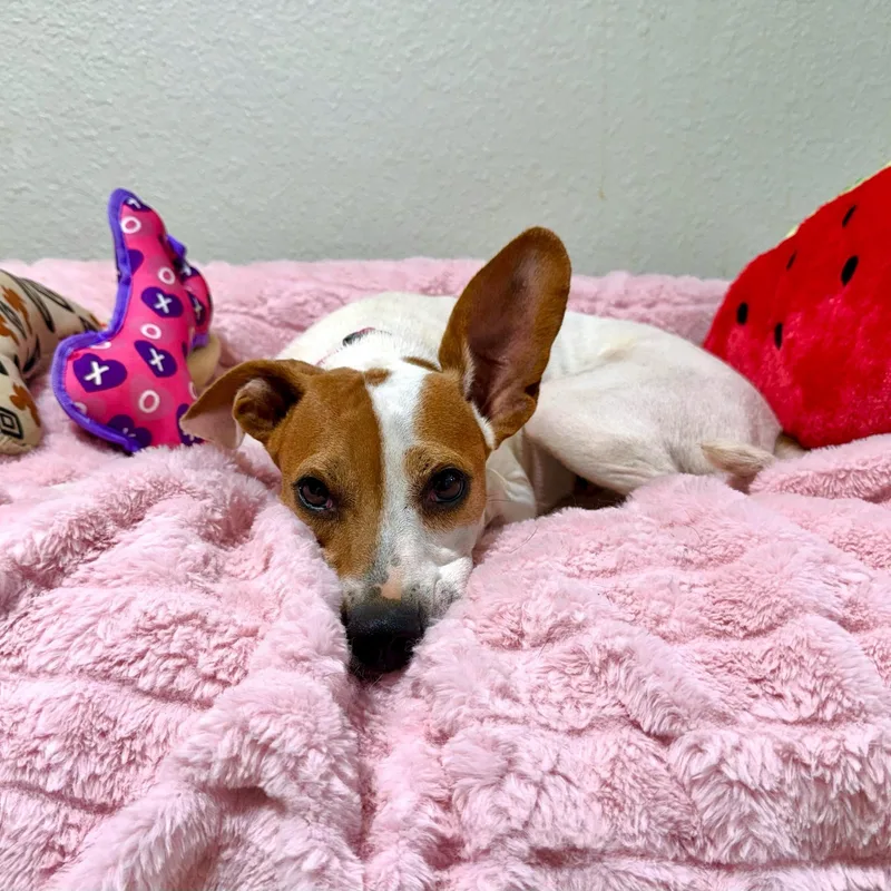 A young small-sized female White / Cream Jack Russell Terrier dog named Petunia for adoption in High Ridge, MO
