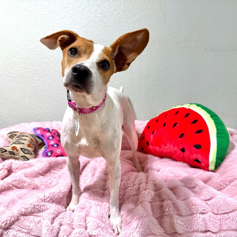 Petunia thumbnail 4