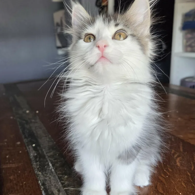 A baby medium-sized female White Domestic Medium Hair cat named Gogo for adoption in Loveland, CO