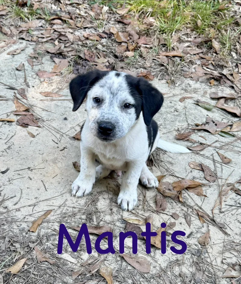 A baby medium-sized male Cattle Dog dog named Mantis for adoption in Semmes, AL
