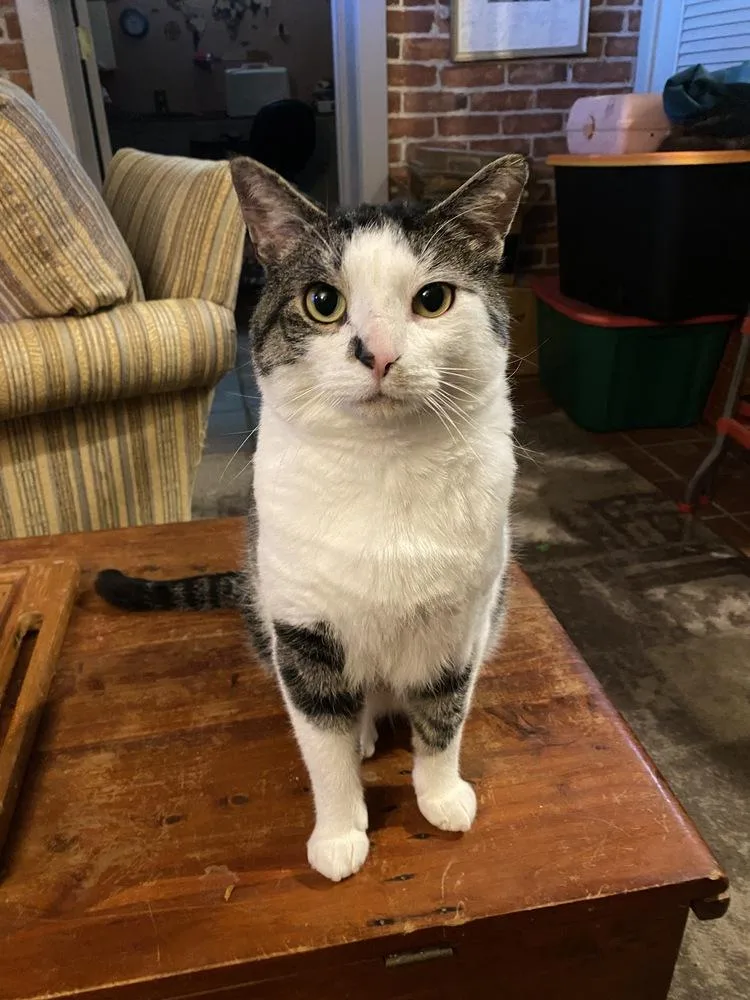 An adult large-sized male Gray & White Domestic Short Hair cat named Tom for adoption in Lansing, MI