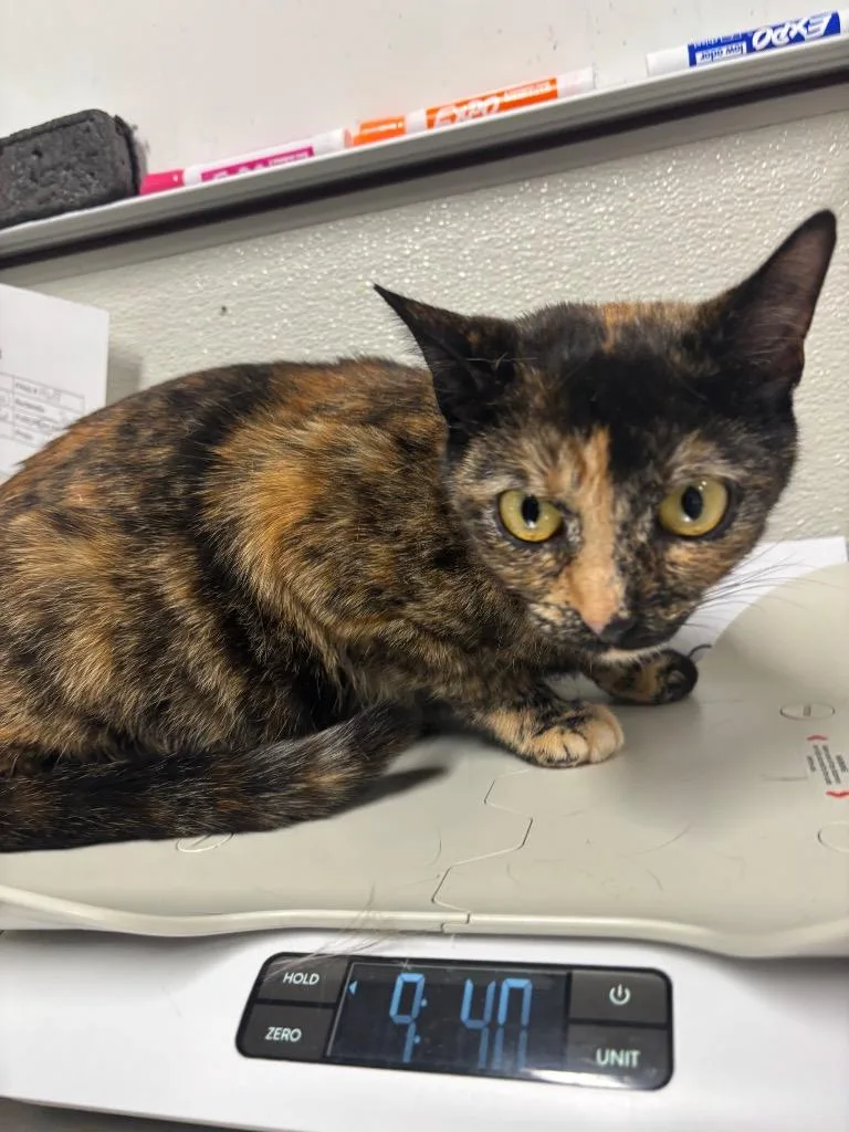 An adult medium-sized female Domestic Short Hair cat named Snickerdoodle for adoption in Fall River, MA