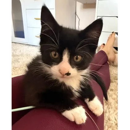 A baby medium-sized male Domestic Short Hair cat named Oakley Bleeker  needs for adoption in Hudson, MA